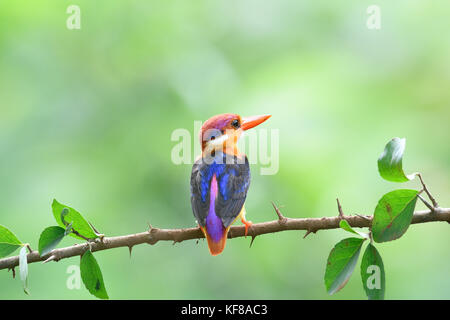Oriental Dwarf Kingfisher Stock Photo
