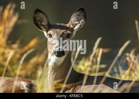 A close up of a white tail deer near Hauser, Idaho. Stock Photo