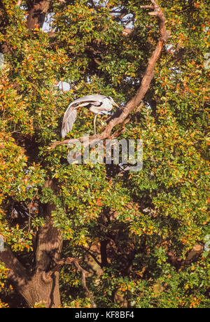 Grey Heron, Ardea cinerea, Regents Park, London, United kingdom Stock Photo