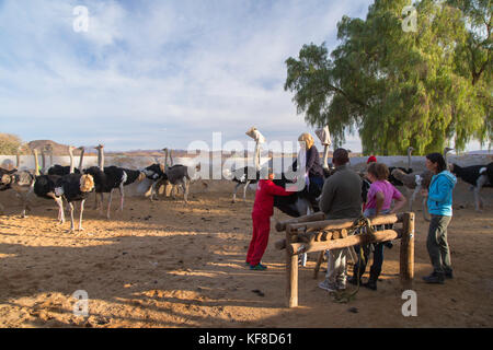 Tourist riding ostrich at Highgate Ostrich Farm, Oudtshoorn, Western Cape, South Africa Stock Photo