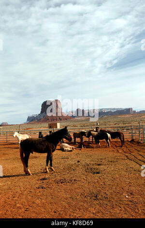 USA; Arizona; horses at the ranch of Roy Black near the entrance to Monument Valley Navajo Tribal Park Stock Photo