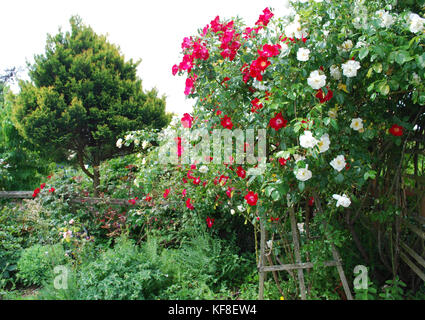 Rosa Dortmund - Dortmund Climbing Rose Stock Photo