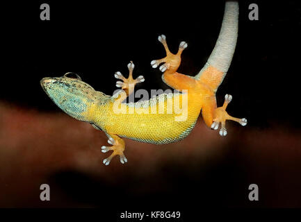 Tanzanian Turquoise Dwarf Gecko or William's dwarf gecko (Lygodactylus williamsi ) clinging to glass. A.k.a.  Electric Blue Gecko Stock Photo