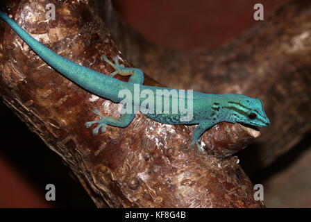 Tanzanian Turquoise Dwarf Gecko or William's dwarf gecko (Lygodactylus williamsi ), also Electric Blue Gecko
