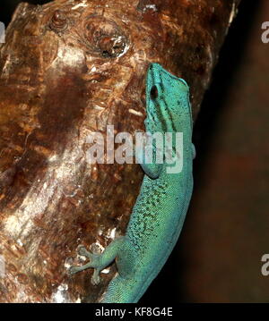 Tanzanian Turquoise Dwarf Gecko or William's dwarf gecko (Lygodactylus williamsi ), also Electric Blue Gecko