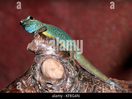 Tanzanian Turquoise Dwarf Gecko or William's dwarf gecko (Lygodactylus williamsi ), also Electric Blue Gecko Stock Photo