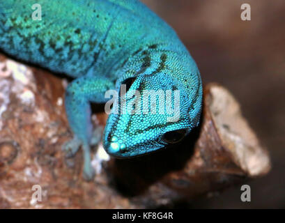 Closeup of the head of a Tanzanian Turquoise Dwarf Gecko or William's dwarf gecko (Lygodactylus williamsi ), also Electric Blue Gecko