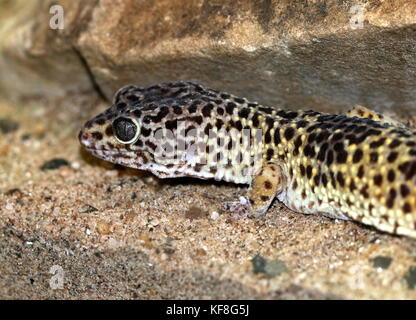 Asian  Leopard gecko (Eublepharis macularius), found in Pakistan and India. Stock Photo