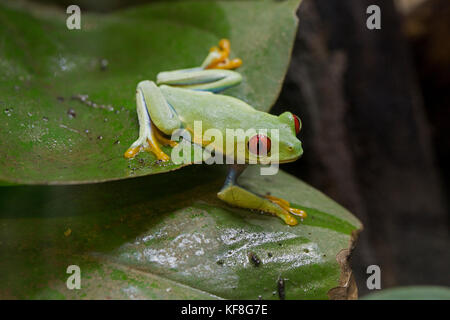 Red-eyed tree frog Agalychnis callidryas sitting on leaf WWT UK Stock Photo