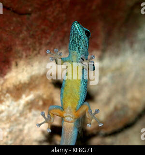 Tanzanian Turquoise Dwarf Gecko or William's dwarf gecko (Lygodactylus williamsi ) clinging to glass. A.k.a.  Electric Blue Gecko Stock Photo