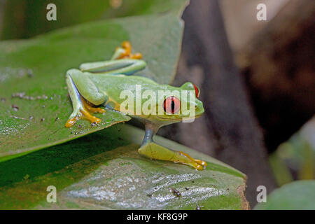 Red-eyed tree frog Agalychnis callidryas sitting on leaf WWT UK Stock Photo