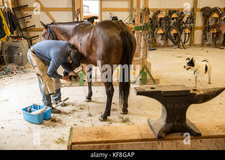 USA, Nevada, Wells, cowboy and wrangler Clay Nannini gives the horses new horseshoes at Mustang Monument, A sustainable luxury eco friendly resort and Stock Photo