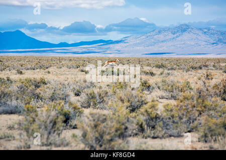 USA, Nevada, Wells, Mustang Monument resides on 900 square miles of sceanic landscapes in NE Nevada, the resort is sustainable, luxurious and eco frie Stock Photo