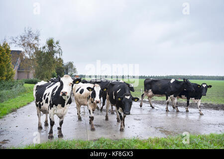 black and white cows in dutch landscape near farm in province of flevoland in the netherlands Stock Photo