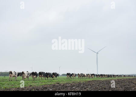 black and white cows in dutch landscape near farm in province of flevoland in the netherlands Stock Photo