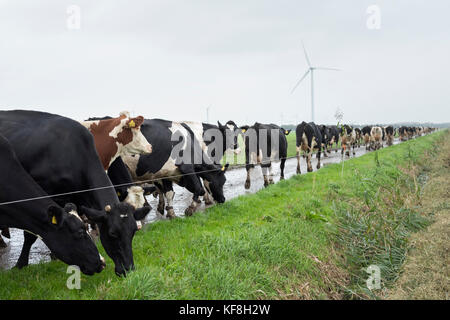 black and white cows in dutch landscape near farm in province of flevoland in the netherlands Stock Photo