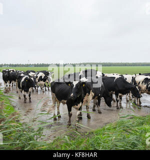 black and white cows in dutch landscape near farm in province of flevoland in the netherlands Stock Photo