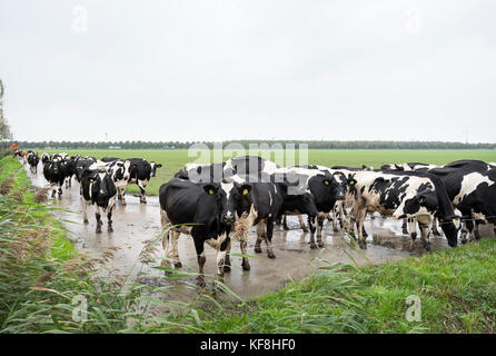 black and white cows in dutch landscape near farm in province of flevoland in the netherlands Stock Photo