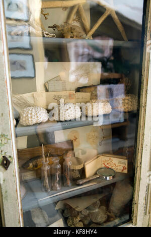 USA, Oregon, Ashland, ocean keepsakes on display in a case in the Ashland Springs Hotel lobby Stock Photo