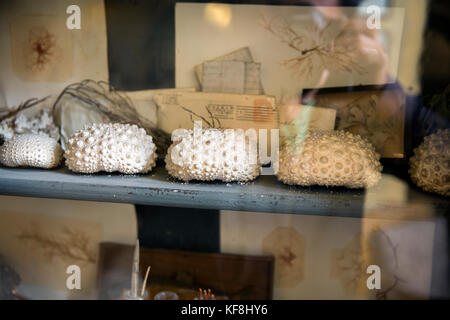 USA, Oregon, Ashland, ocean keepsakes on display in a case in the Ashland Springs Hotel lobby Stock Photo