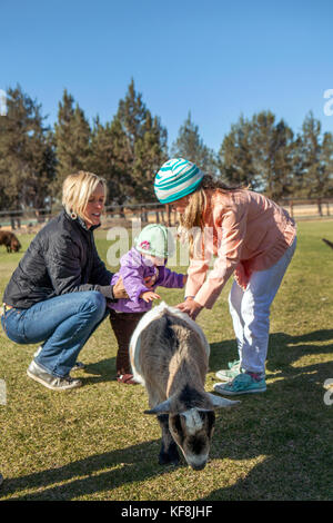 USA, Oregon, Bend, young kids get to pet the farm animals at the annual pumpkin patch located in Terrebone near Smith Rock State Park Stock Photo