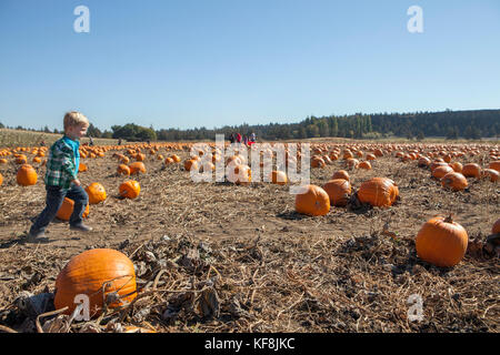 USA, Oregon, Bend, a young boy runs through the pumpkins at the annual pumpkin patch located in Terrebone near Smith Rock State Park