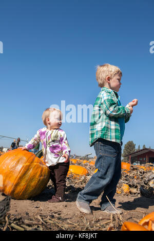 USA, Oregon, Bend, young children play amongst the pumpkins at the annual pumpkin patch located in Terrebone near Smith Rock State Park Stock Photo