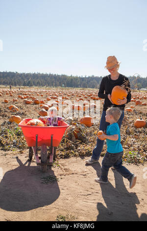 USA, Oregon, Bend, a young family chooses pumpkins at the annual pumpkin patch located in Terrebone near Smith Rock State Park Stock Photo