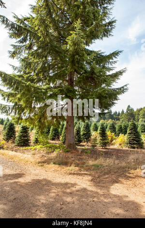 USA, Oregon, Corbett, Trout Creek Tree Farm, 80 acres of Noble fir Christmas trees nestled in the foothills near Mt. Hood Stock Photo