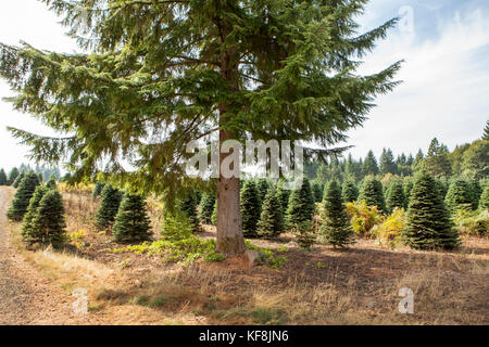 USA, Oregon, Corbett, Trout Creek Tree Farm, 80 acres of Noble fir Christmas trees nestled in the foothills near Mt. Hood Stock Photo