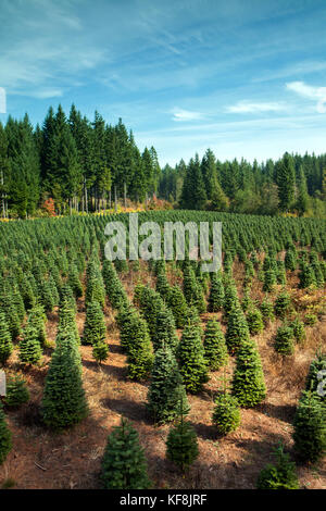 USA, Oregon, Corbett, Trout Creek Tree Farm, 80 acres of Noble fir Christmas trees nestled in the foothills near Mt. Hood Stock Photo