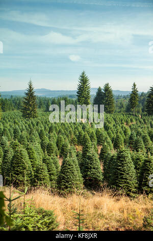 USA, Oregon, Corbett, Trout Creek Tree Farm, 80 acres of Noble fir Christmas trees nestled in the foothills near Mt. Hood Stock Photo