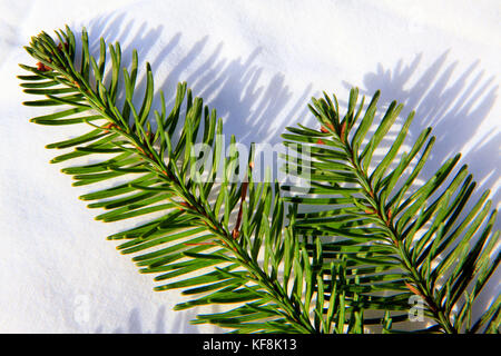 USA, Oregon, Corbett, Trout Creek Tree Farm, 80 acres of Noble fir Christmas trees nestled in the foothills near Mt. Hood Stock Photo