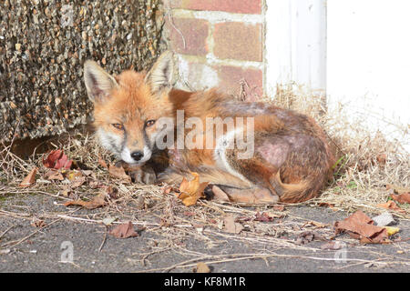 Fox (vulpes vulpes) outside house in the sun on cold winters day in urban area in Reigate, Surrey, England Stock Photo