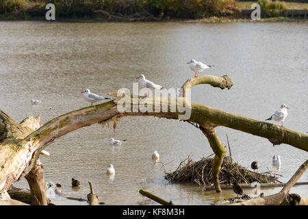 Black headed gulls (chroricophalus ridibundus) perched on treet besides lake in Reigate, Surrey, England Stock Photo