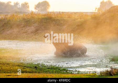 buffaloes pass through the water in an autumn day next to the river Strymon in Northern Greece. Stock Photo