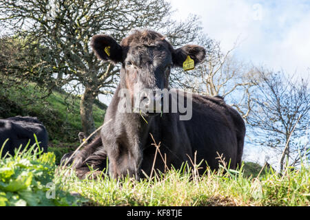A herd of inquisitive tagged young black Limousin crossed with Holstein Friesian cattle on a public footpath in field near Dartmouth Devon, UK Stock Photo