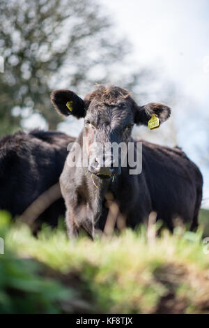 A herd of inquisitive tagged young black Limousin crossed with Holstein Friesian cattle on a public footpath in field near Dartmouth Devon, UK Stock Photo