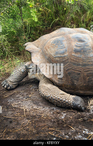 GALAPAGOS ISLANDS, ECUADOR, giant land tortoise spotted while exploring the west side of Isabela at the base of Alcedo and Darwin Volcanoes Stock Photo