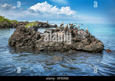 GALAPAGOS ISLANDS, ECUADOR, Isabela Island, blue footed boobies hang out on the rocks near Elisabeth Bay Stock Photo