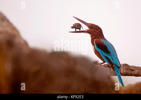 White-throated Kingfisher (Halcyon smyrnensis) with a tortoise in its beak, Negev, Israel Stock Photo
