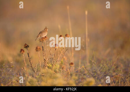 Crested Lark (Galerida cristata) Photographed in Israel in June Stock Photo