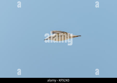 Seagull in fly against the blue sky Stock Photo