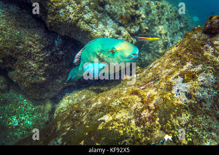 GALAPAGOS ISLANDS, ECUADOR, parrot fish seen while snorkeling in the waters near South Plaza Island off the SE coast of Santa Cruz Stock Photo