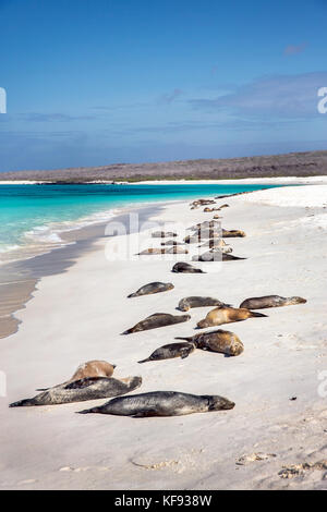 GALAPAGOS ISLANDS, ECUADOR, galapagos sealions lay on the sand near Gardner Bay on Espanola Island Stock Photo