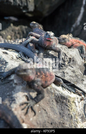GALAPAGOS ISLANDS, ECUADOR, Espanola Marine Iguanas hanging out on the rocks around Punta Suarez on Espanola Island Stock Photo