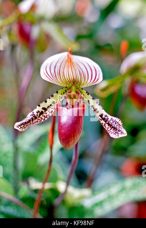 Colourful spotted Orchid Orchidaceae Paphiopedilum Stock Photo
