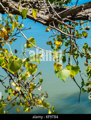 Leaves on the branches of a large mature Eastern Cottonwood tree early autumn. Oklahoma, USA. Stock Photo