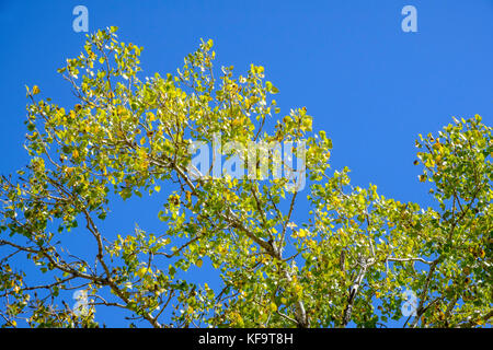 The top of a Large mature Eastern Cottonwood tree early autumn against a blue sky. Oklahoma, USA. Stock Photo