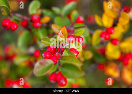 Cotoneaster applanatus red berries, fruits on branch, shrub in autumn Stock Photo